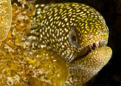 Small moray peeping out of his hole. by Charles Wright 